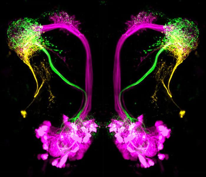 The three main neuron types in the lateral horn of the fruit fly Drosophila melanogaster: Inhibitory projection neurons (green) respond to attractive odors; higher-order neurons of the lateral horn (orange) respond to repulsive odors; excitatory projection neurons (magenta) are likely to convey the identity of an odor. The first two neuron types were examined in the study. (Antonia Strutz/MPI Chem. Ecol.)