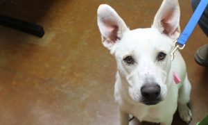 Dog Brains Process Human Speech in the Same Way We Do