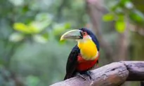 Top Tourist Attractions in Amazonas