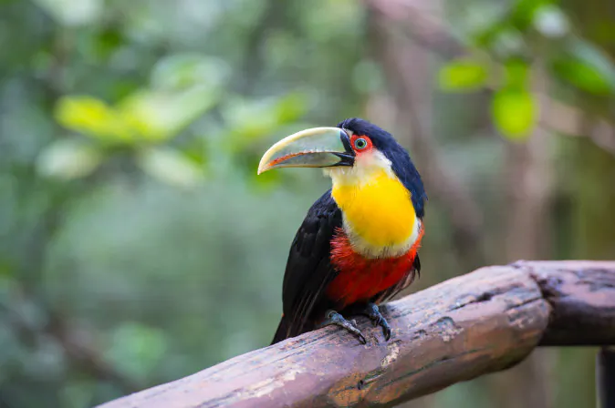 Toucan, National park Iguazu, Brazil via Shutterstock*