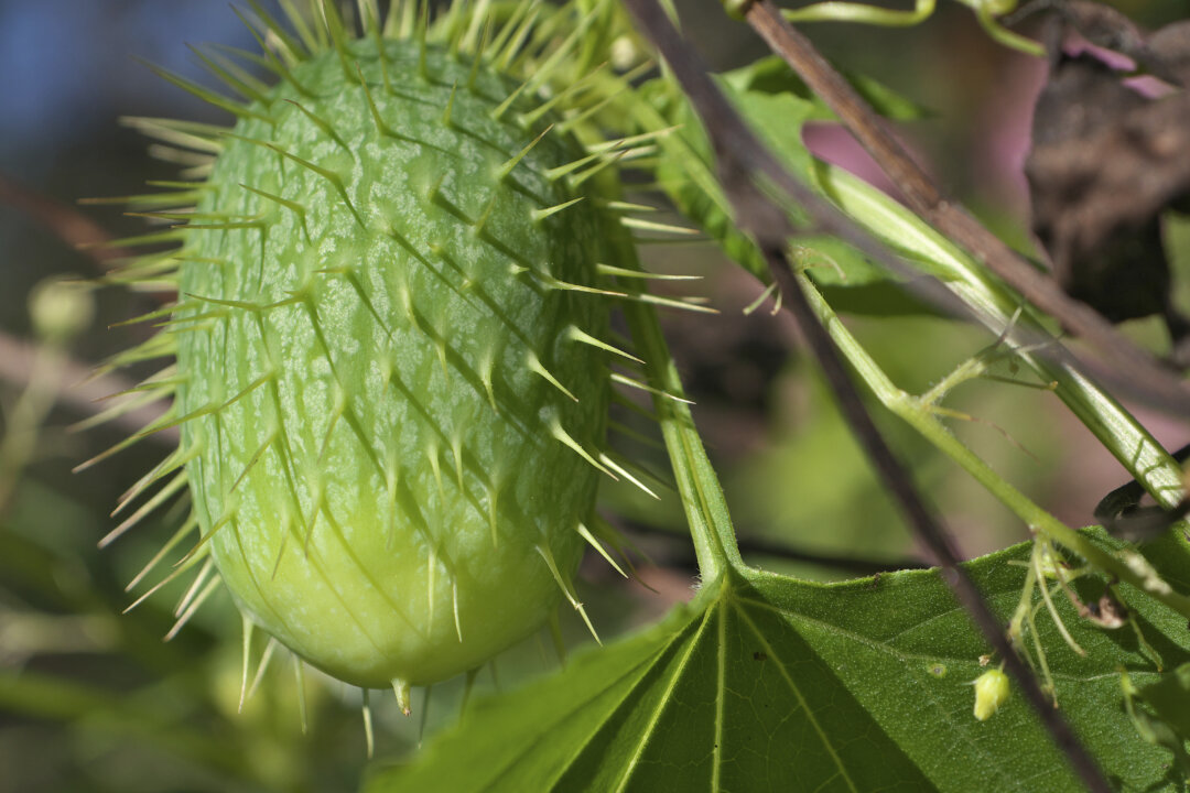 The compounds that make wild cucumbers taste bitter have been shown to kill or suppress the growth of cancer cells. (bkkm/iStock/Thinkstock)
