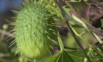 How to Turn Bitter Cukes Into Cancer Killers