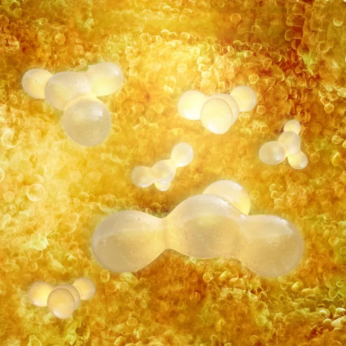 Fat cells (Shutterstock*)