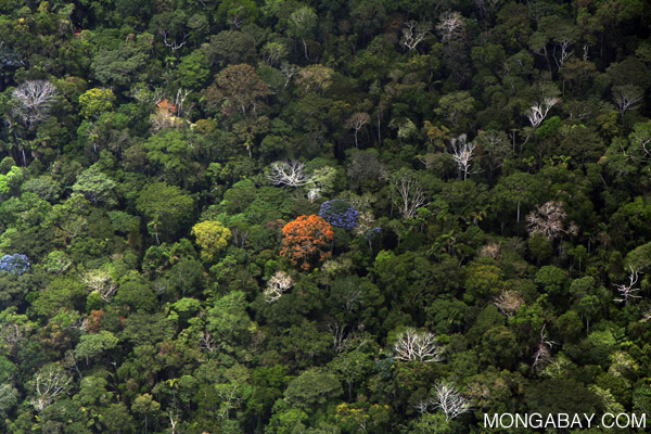 Amazon rainforest canopy in Peru. Photo by Rhett A. Butler 