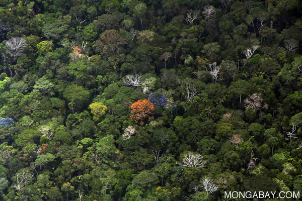 Growth of Forests Not Equal To Rising CO2 Levels