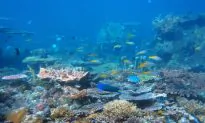 Reefs Reduce 97 Percent of Wave Energy on Coasts