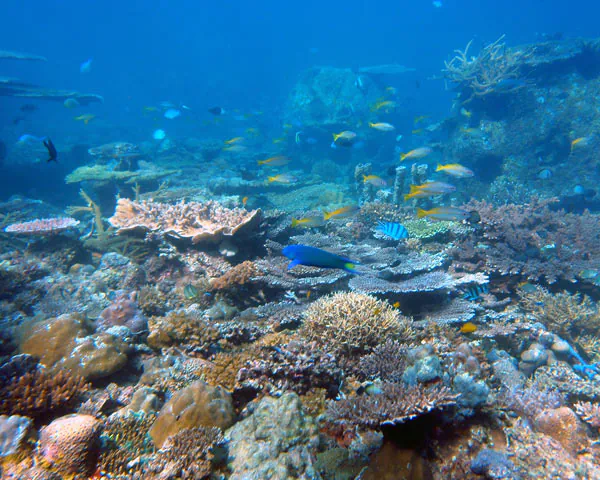 Many species, not just human beings, depend on coral reefs for sustenance and protection. Photo credit: Curt Storlazzi.