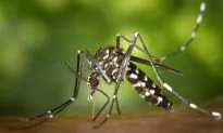 New Antibodies Could Boost Dengue Vaccines