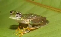 How Swinging Temperatures Threaten Many Creatures