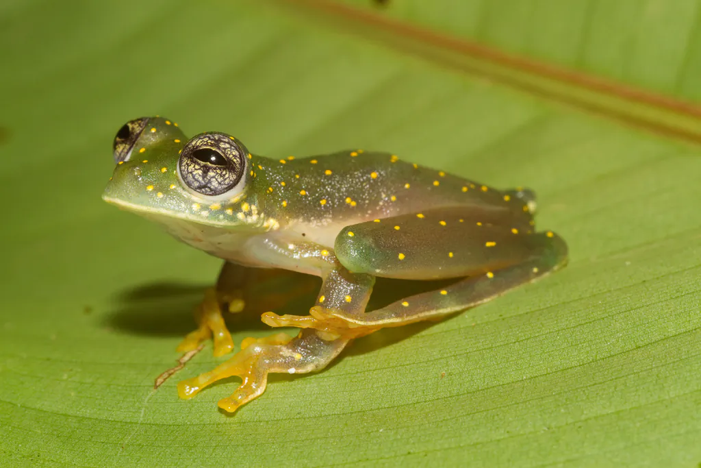 Many groups of ectotherms, which make up more than 90 percent of all animals, are able to change their physiological function to cope with an altered environment, but the rapid pace and fluctuations of human-induced climate change present serious challenges to acclimation.  (Brian Gratwicke, CC BY)