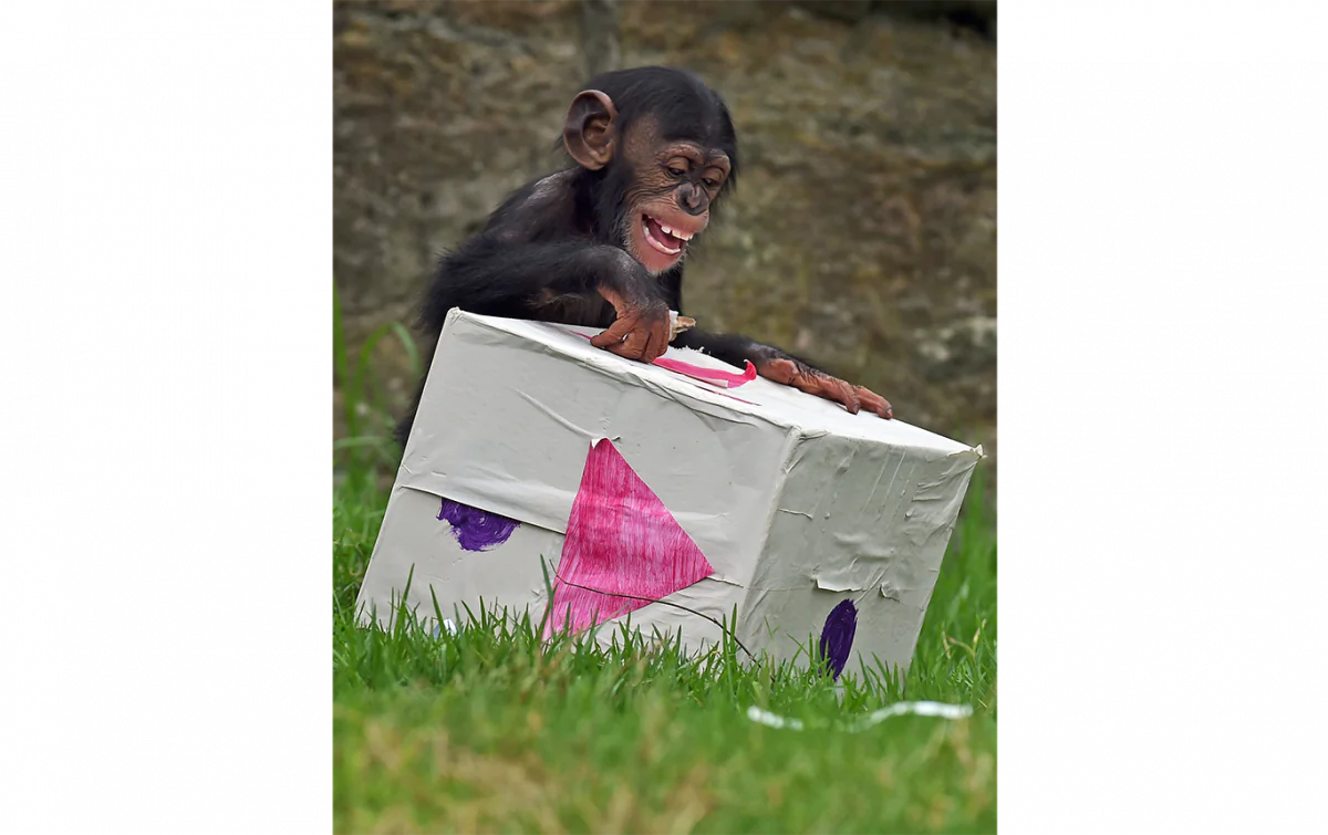 Fumo, a 15-month-old chimpanzee, opens one of his Christmas presents in Sydney on Dec. 9, 2014. (William West/AFP/Getty Images)