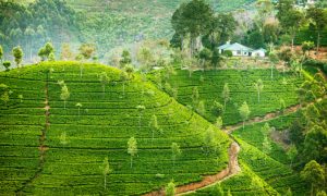 5 First Impressions of Sri Lanka