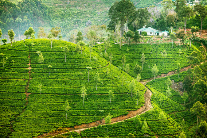 Green fields of tea in Sri Lanka via Shutterstock*