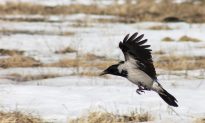 Crows Are Smarter Than You Think