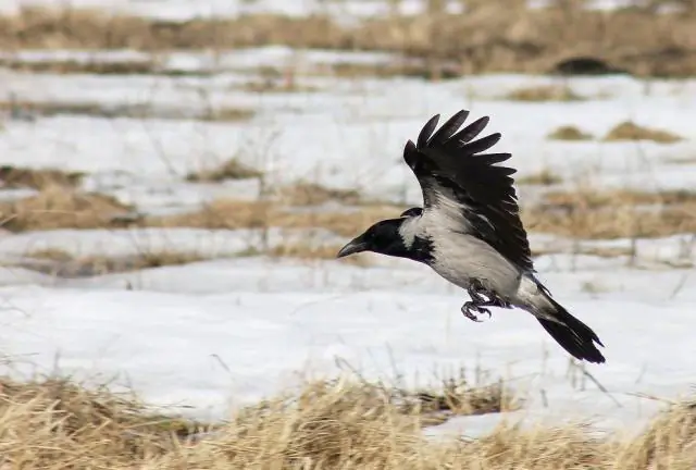 Study finds crows spontaneously solve higher-order relational-matching tasks. (Lomonosov Moscow University)