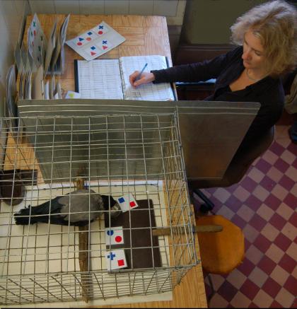 Russian researcher Anna Smirnova studies a crow making the correct selection during a relational matching trial. (Lomonosov Moscow University)