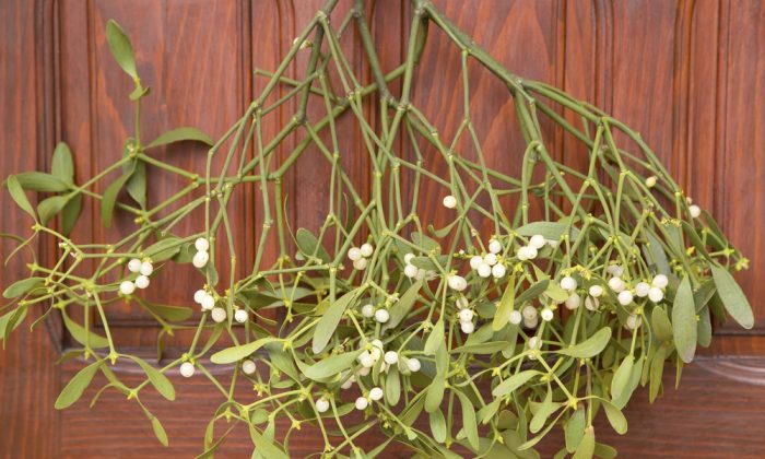 Mistletoe has become the most popular alternative cancer treatment in Western Europe. Shutterstock/Teodora_D 