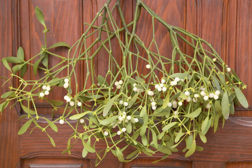 Mistletoe has become the most popular alternative cancer treatment in Western Europe. Shutterstock/Teodora_D