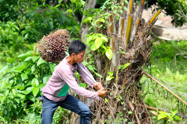 Child Labor and Palm Oil in Indonesia