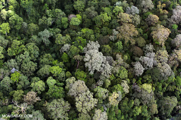 NASA Finds Good News on Forests and Carbon Dioxide
