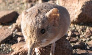 New Species Discoveries in 2014, Part II