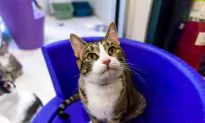 Unwrap an Adopted Pet This Holiday Season