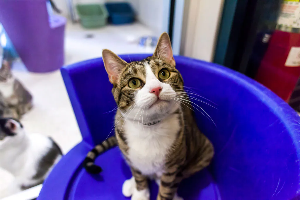 Robbie, a 2-year-old male domestic shorthair tabby with a "personal assistant" feline personality,
at the ASPCA adoption center in Manhattan, N.Y., on Aug. 28, 2014. (Courtesy of ASPCA)