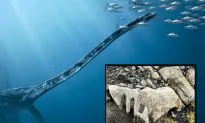 Bones From 200-Million-Year-Old Monster of the Sea Found in Russia