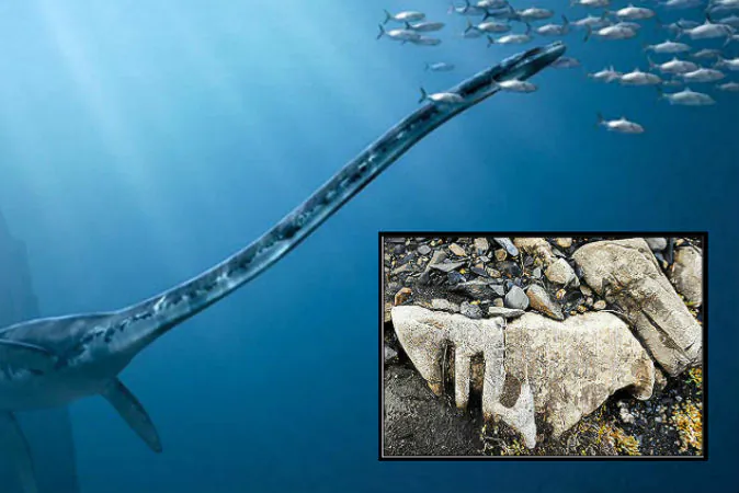 Background: A depiction of the plesiosaurus. (Animal Reader) Right: The fossil found by Andrey Turyakov on Wrangle Island in Russia. (Andrey Turyakov)