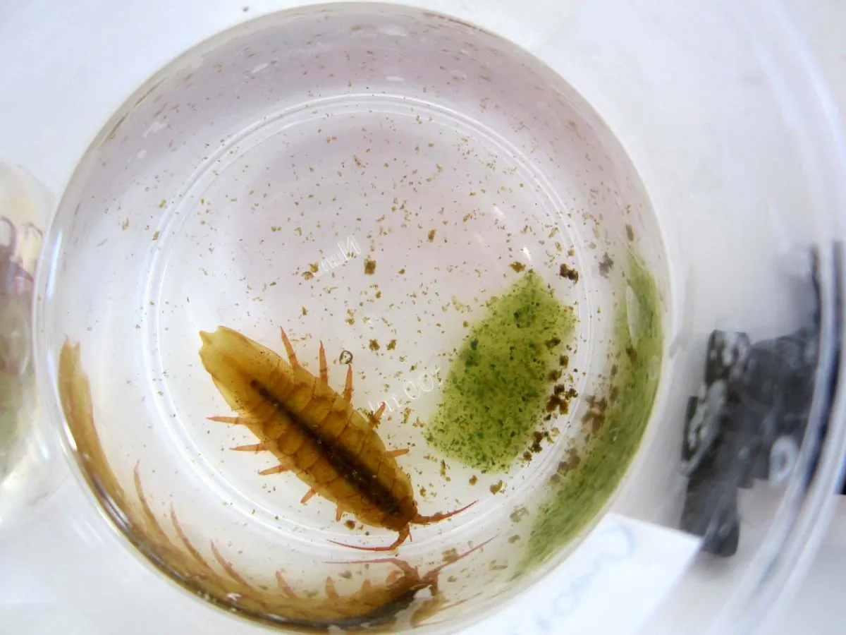 A marine isopod of the genus Idotea with food pellets. (Alfred Wegener Institute / Julia Hämer)