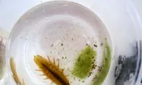 Microplastics in the Ocean: Biologists Study Effects on Marine Animals