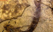 300-Million-Year-Old Fossil Reveals Fish Saw in Color (Video)