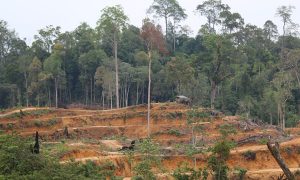 Palm Oil Expansion in Phillipines of Serious Concern