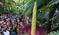 World’s Tallest Flower