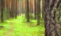 Pine Bark Extract Improves Blood Vessel Health, Heals Psoriasis and Hemorrhoids