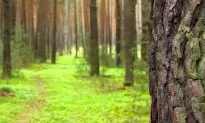 Pine Bark Extract Improves Blood Vessel Health, Heals Psoriasis and Hemorrhoids