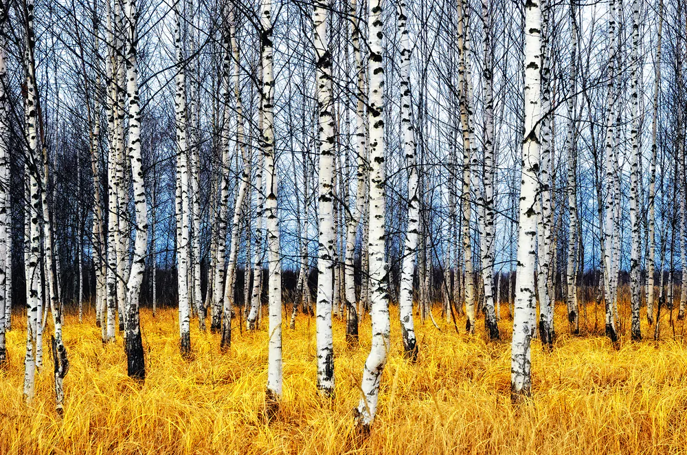 Chaga is only found on birch trees in cold climates. (Oleg Znamenskiy /Shutterstock)