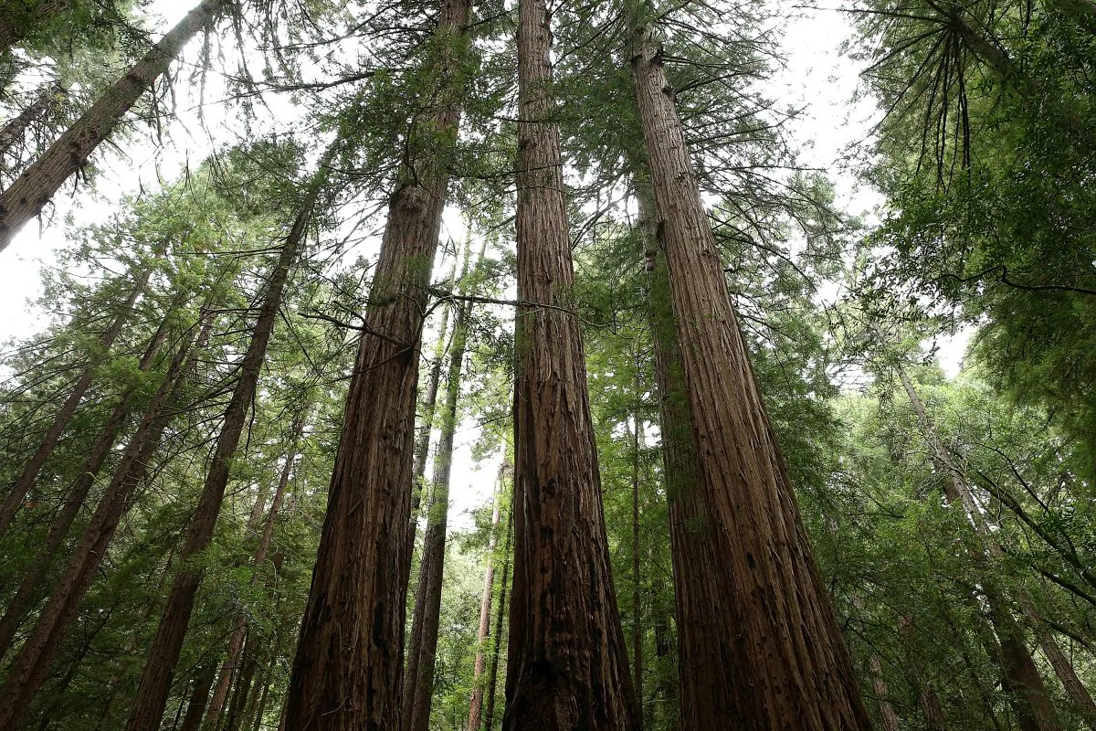 Coastal Redwood trees stand at Muir Woods National Monument in Mill Valley, Calif., on Aug. 20, 2013. (Justin Sullivan/Getty Images)