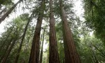 Scientists Studying Tree Rings Say ‘Radiation Storm’ Miyake Events Caused ‘Huge Solar Flares’
