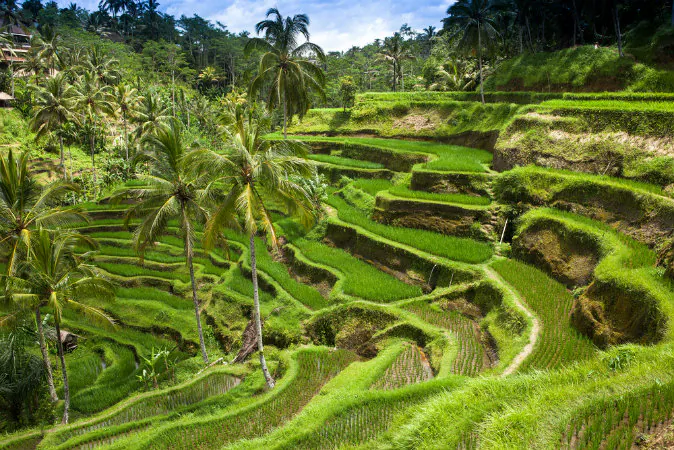 Green rice fields on Bali, Indonesia. (Shutterstock)