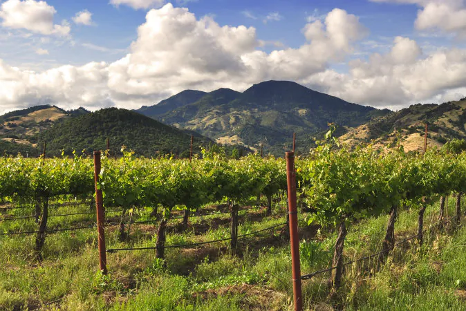 Napa Valley vineyard via Shutterstock*