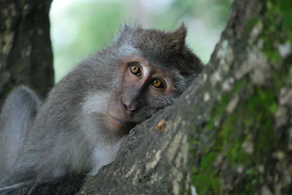 County Officials in Georgia Rescind Vote on Construction of Monkey Husbandry Facility to Supply Medical Research