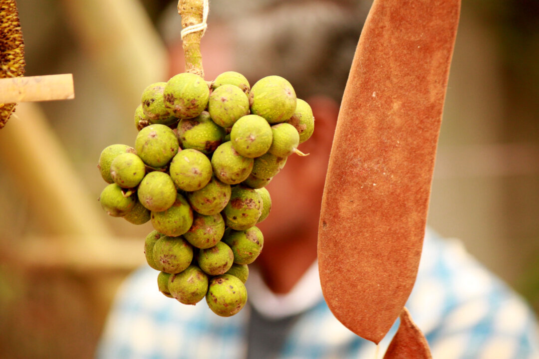Forest foods on display at the Forest Food and Ecology Festival on Dec.14, 2014, at Sri Aurobindo Society, New Delhi. Uncultivated forest foods are rich in micronutrients according to researchers and can help beat a nutrition crisis. (Venus Upadhayaya/Epoch Times)