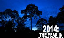 The Year of Zero Deforestation Commitments, 2014