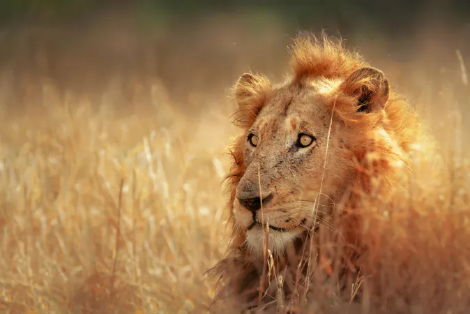 Kruger National Park via Shutterstock*