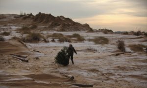 Give Your Christmas Tree A Second Life!