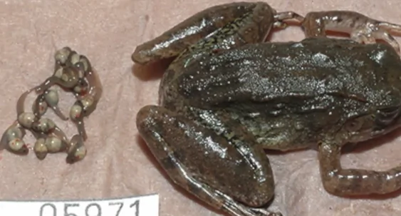 New Frog Species Has Fangs, Gives Birth to Live Tadpoles (Video)