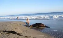 500 More Dead Sea Lions; Fukushima Radiation Continues to Spread Across Ocean