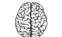 You May Have Other People’s Brain Cells in Your Head