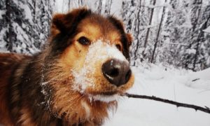 Chilled to the Bone? Pets Can Get Frostbite Too
